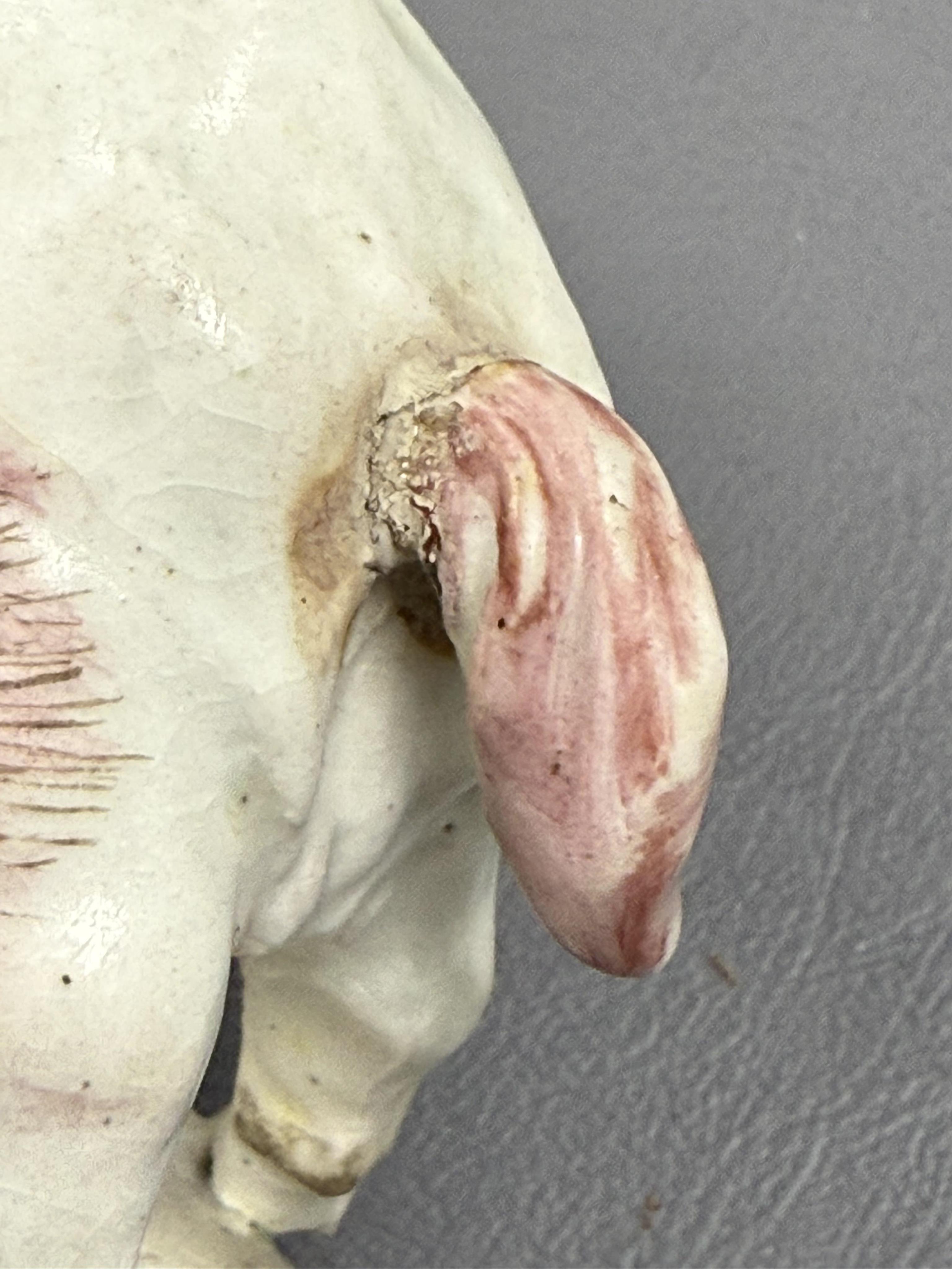 A pair of early Derby porcelain models of wild boars, c.1752-55